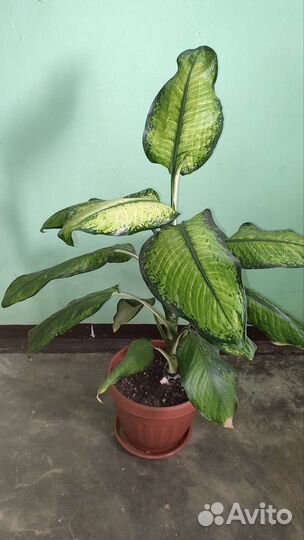 Диффенбахия