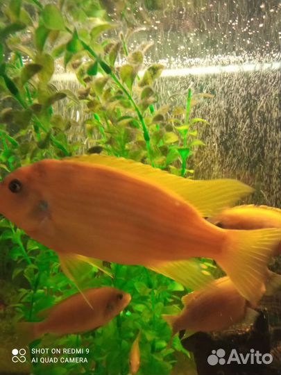 Рыба Цыхлиды