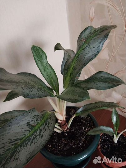 Агланема Эмеральд Грей