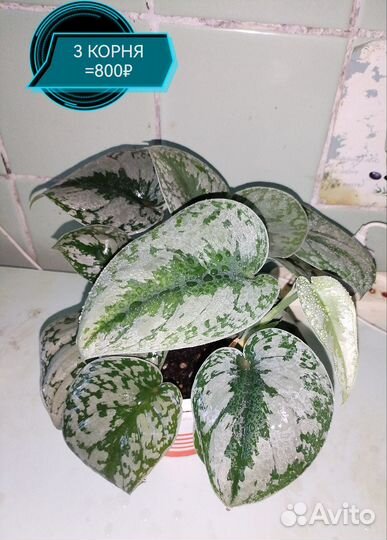 Сциндапсус