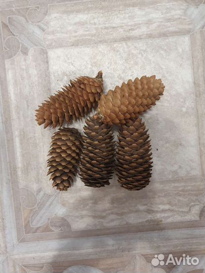 Шишки еловые покрашенные и не крашенные