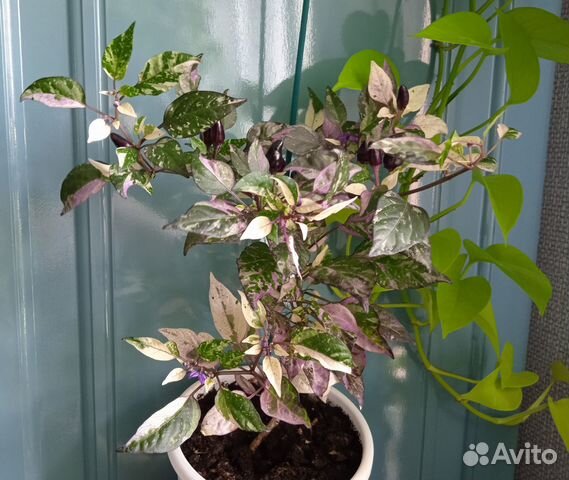 Острый перец