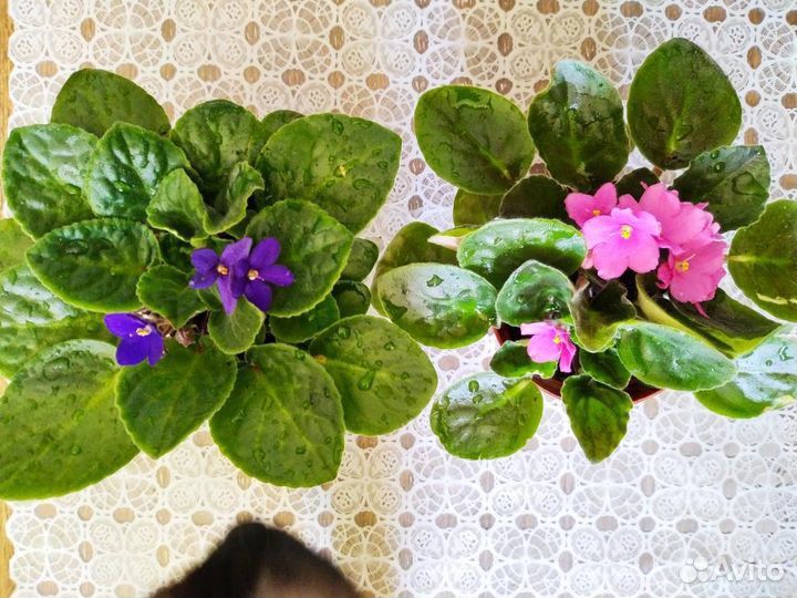 Фиалки узамбарские