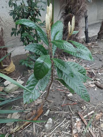 Мушмула,юка