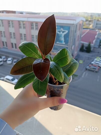 Фикус Мелани