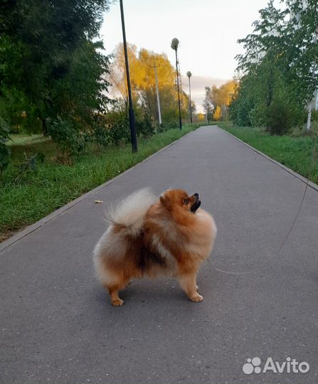 Померанский шпиц