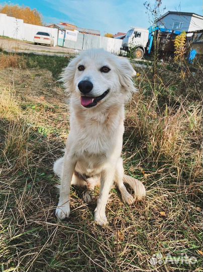 Собака Ириска