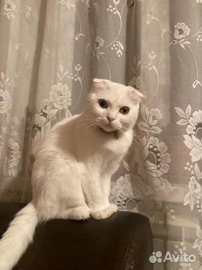 Ищем котика для случки