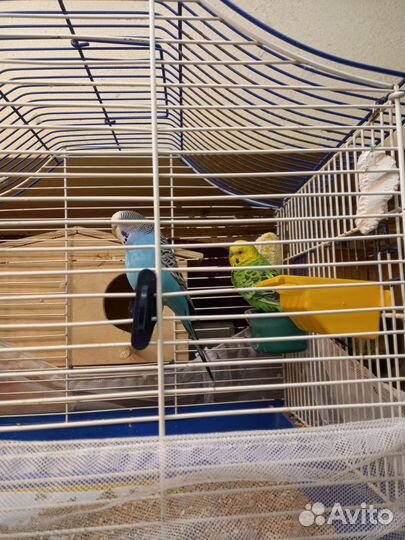 Волнистый попугай с клеткой