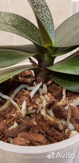 Орхидея фаленопсис