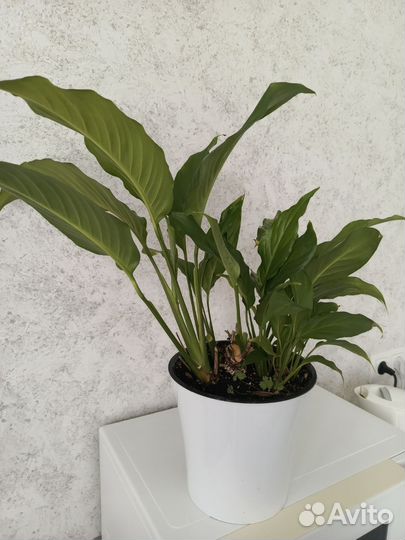 Спатифиллум