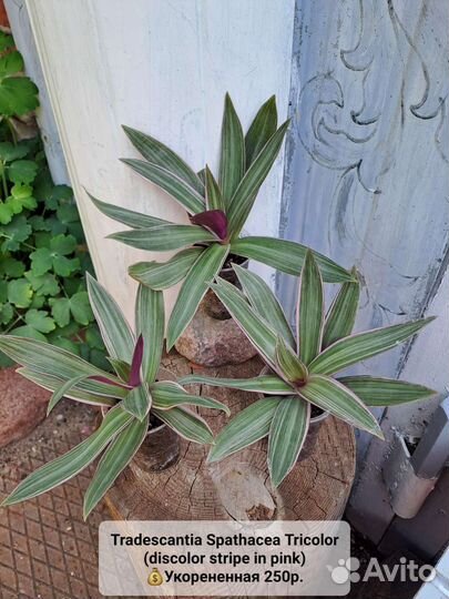 Традесканции, Каллизия, Рео, Гибазис,Цианотис