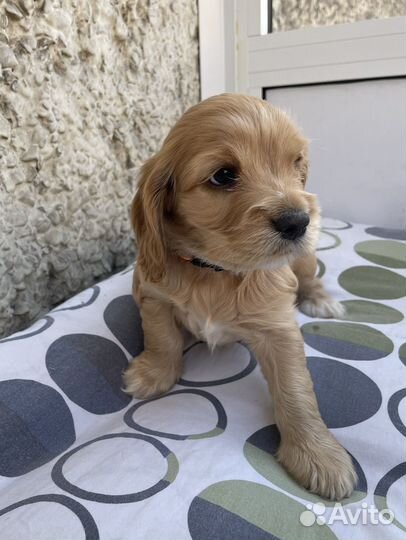 Щенки спаниелей