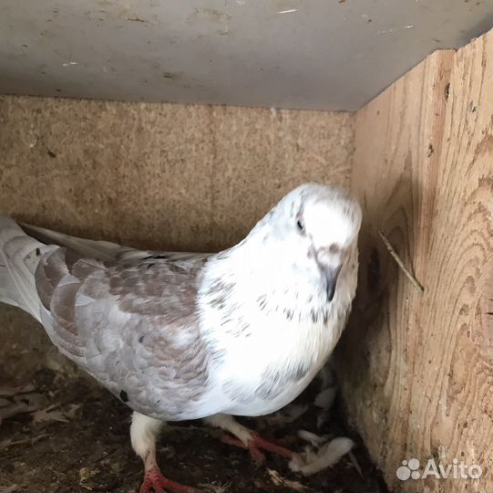 Продам бойных голубей