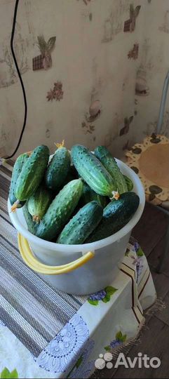 Огурцы свежие домашние