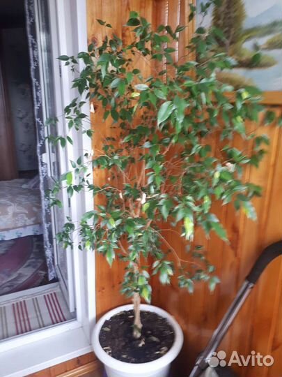 Фикус бенджамина большой