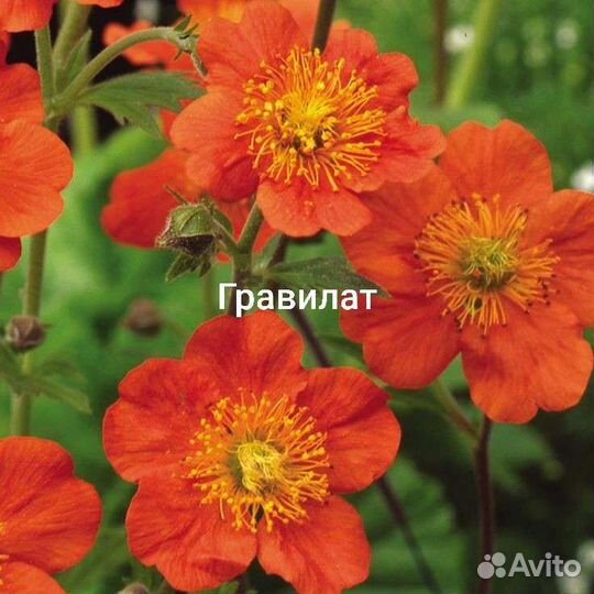 Анафалис жемч.,лабазник Гексапетала Плена,гравилат