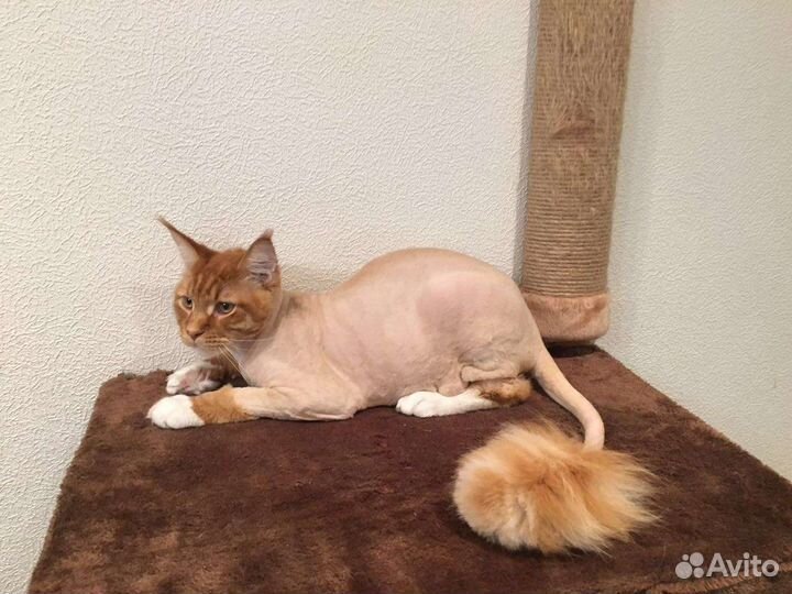 Стрижка собак и кошек