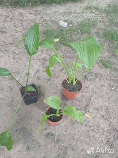 Хоста Зибольда