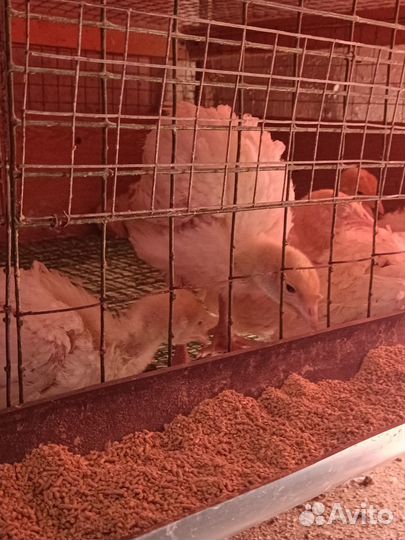 Цыплята,индюшата,утята,гусята