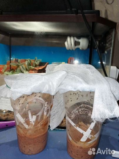 Корм рептилий, богомолов, лягушек, дрозофила хидея