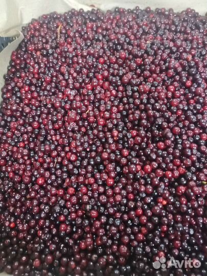 Орех кедровый