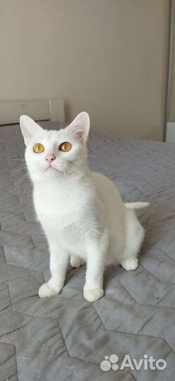 Кошечка Поля в поисках семьи