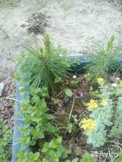 Подрошенные кедры 3 и 4 летвыращенные в Мурманске