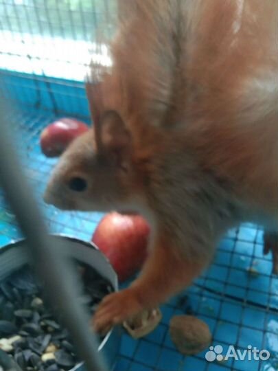 Белка, бельчата ручные