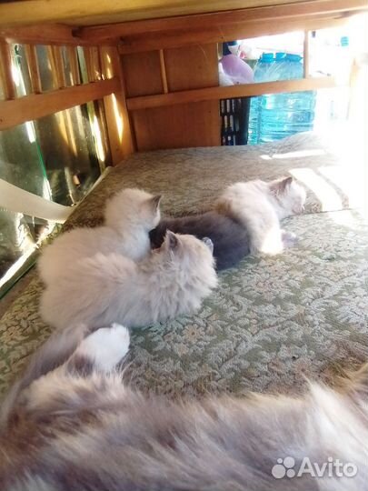 Отдам котят