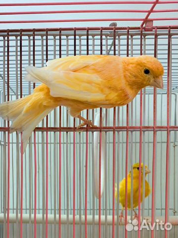 Кенара и канарейки