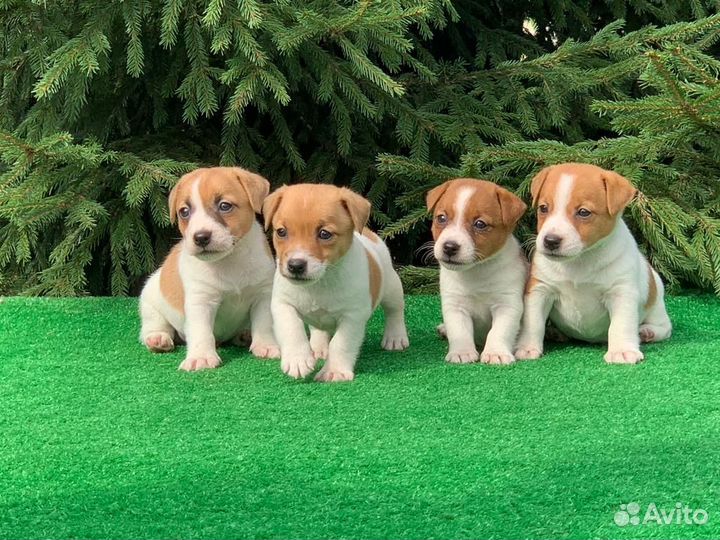 Щенки джек Рассел терьер