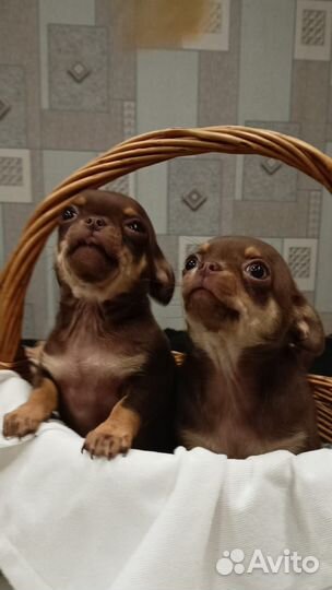 Щенки чихуахуа