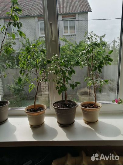 Фикус бенджамина наташа