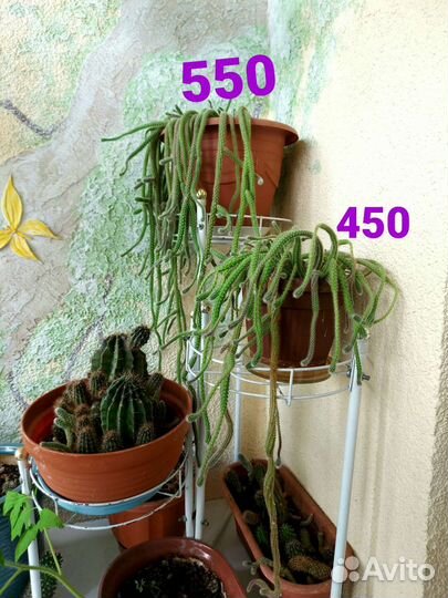 Стильный кактус Апокактус Мартиуса