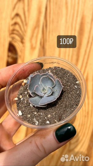 Суккуленты