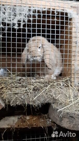 Племенных крольчат