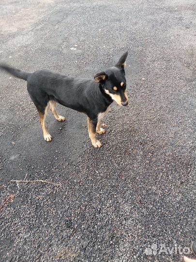 Собаки бесплатно