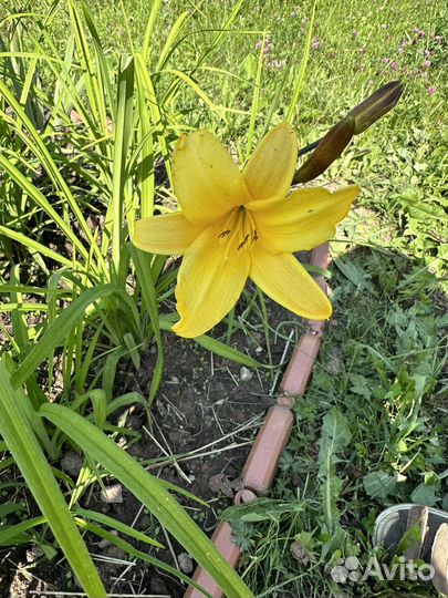 Лилейник жёлтый