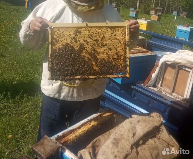 Пчелы пчелопакеты