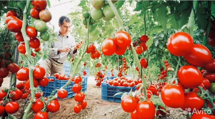 Вахта Тула с жильем от 25 смен Фасовщики в теплицу