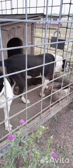 Щенки сао алабай