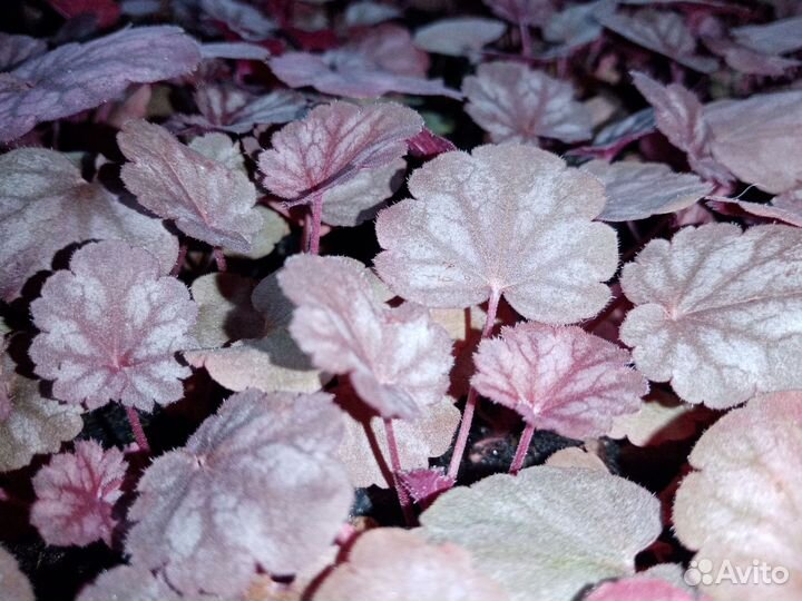 Гейхеры гейхереллы тиареллы в кассете