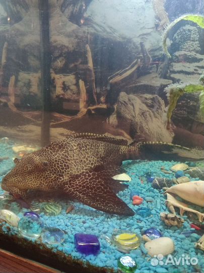 Астронотус