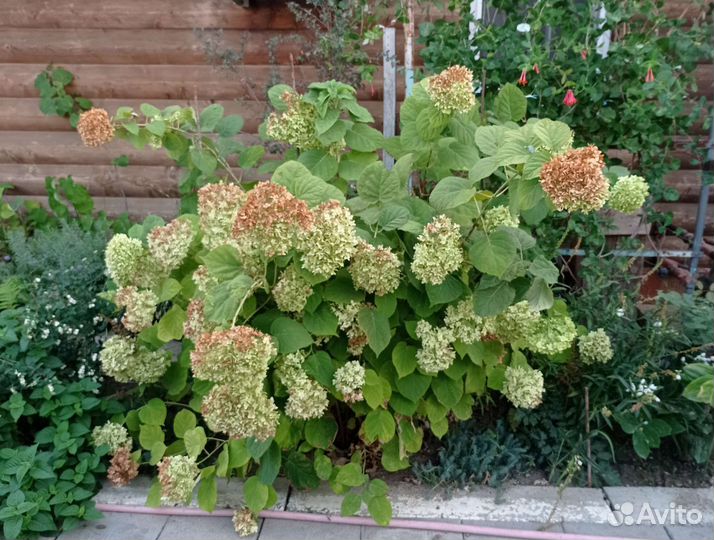 Гортензия древовидная анабель