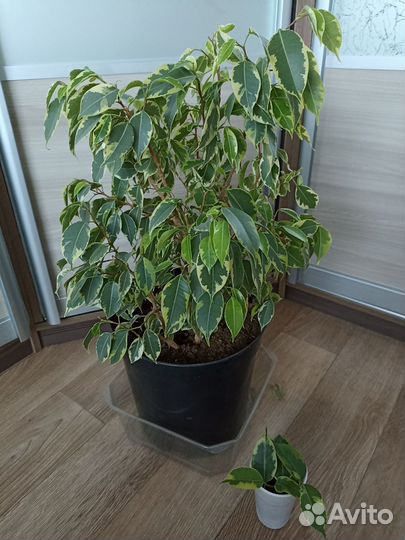 Фикус бенджамина пестролистный