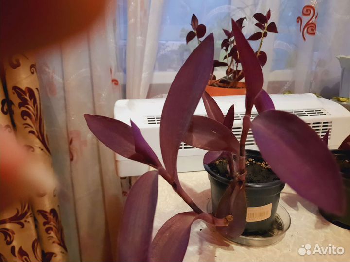 Традесканция фиолетовая