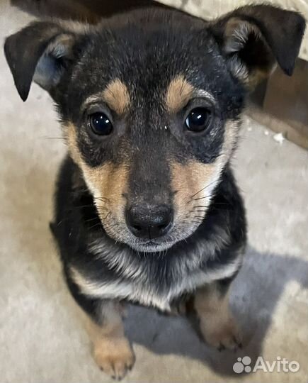 Щенки в дар