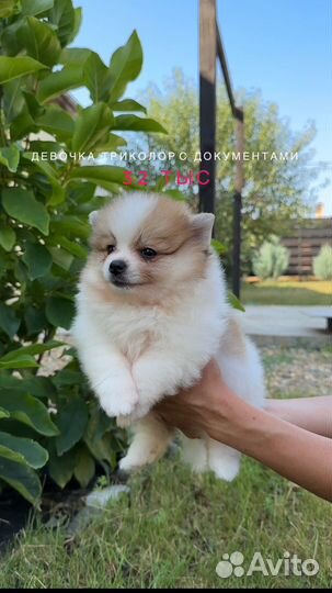 Шпицы с документами РКФ девочки и мальч