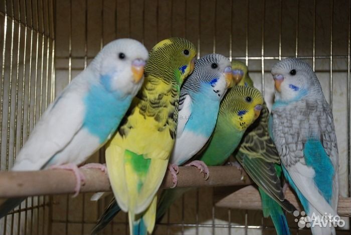 Попугаи разных видов и декоративные птицы